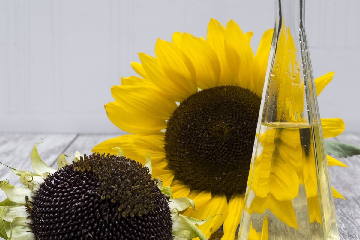 Minyak biji bunga matahari, manfaatnya bagi kesehatan dan kecantikan